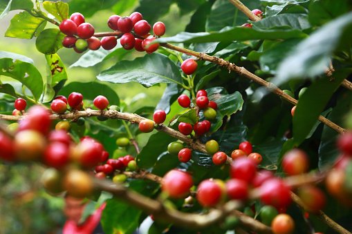 Café arábica corresponde a 67% e café conilon a 33% da produção dos Cafés  do Brasil em 2022 - Revista Cultivar