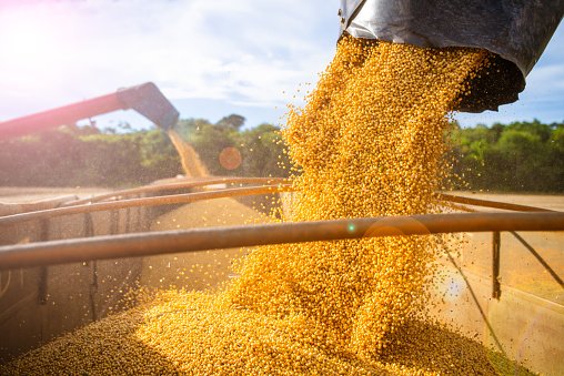 Colheita de soha no Mato Grosso: Brasil bate recorde de exportação de óleo e outros derivados (getty images/Getty Images)