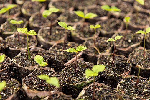 Cargill investe na recuperação da Mata Atlântica e propriedades rurais em SP