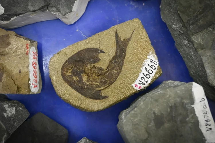 Fósseis de peixes de 440 milhões de anos estão ajudando a preencher lacunas na história da evolução humana (AFP/Divulgação)