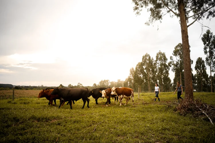 Pesquisador da UFRGS defende, no Pampa, a implementação de políticas públicas de promoção da pecuária, de diversificação da produção nas áreas rurais e de estímulo ao turismo rural (Amanda Caroline da Silva/Getty Images)