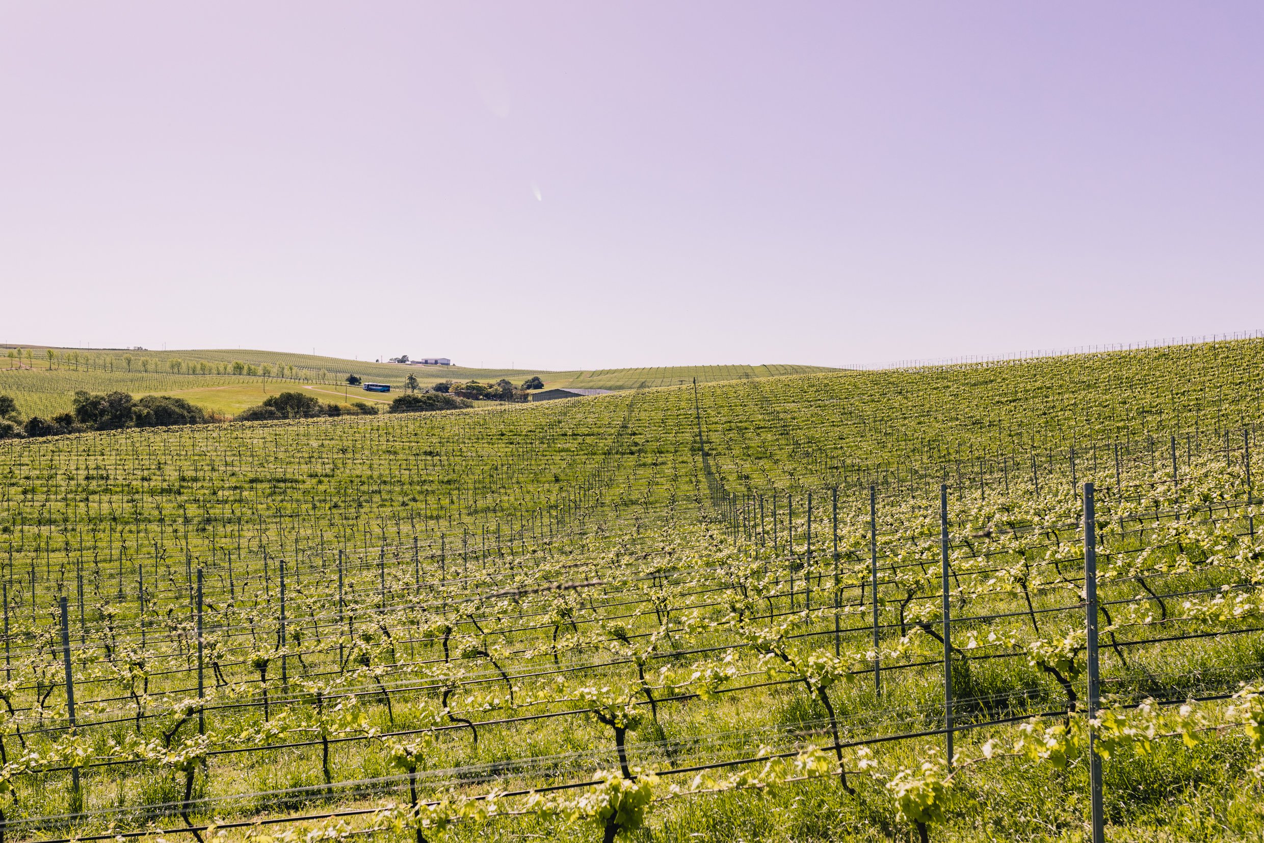 Névoa das Encantadas: o novo espumante sustentável da Chandon