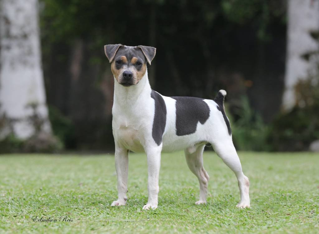 Terrier Brasileiro, também conhecido como Fox Paulistinha, é uma das raças nacionais (Edmilson Reis/CBKC/Divulgação)