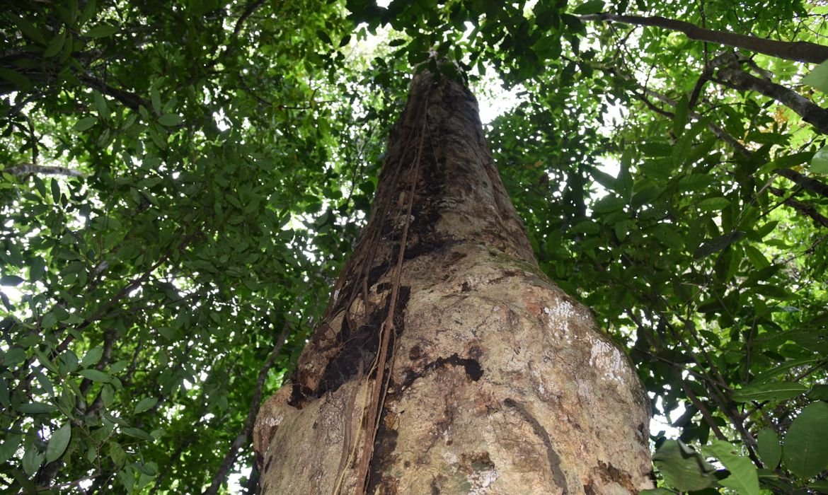 Como é possível gerar renda a partir da conservação ambiental