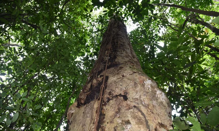 Nova espécie de árvore gigante da Mata Atlântica (JBRJ/Reprodução)