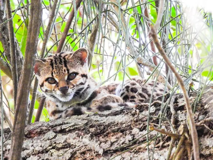 Gato-maracajá foi fotografado na Estação Estadual de Guaxindiba. (Inea-RJ/Divulgação)