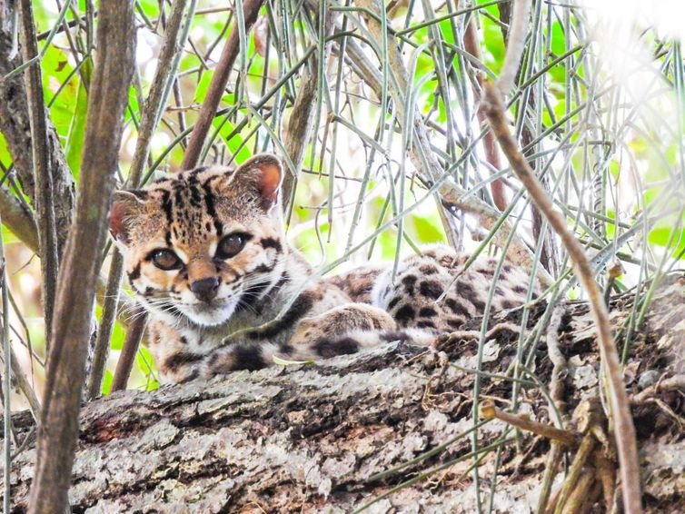 Espécie rara de felino ameaçada de extinção é vista no norte do RJ