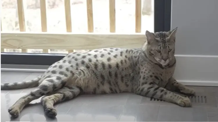 Chamado de Fenhir, o animal é resultado do cruzamento de um serval, felino selvagem natural da África, com um gato doméstico (Youtube/Reprodução)