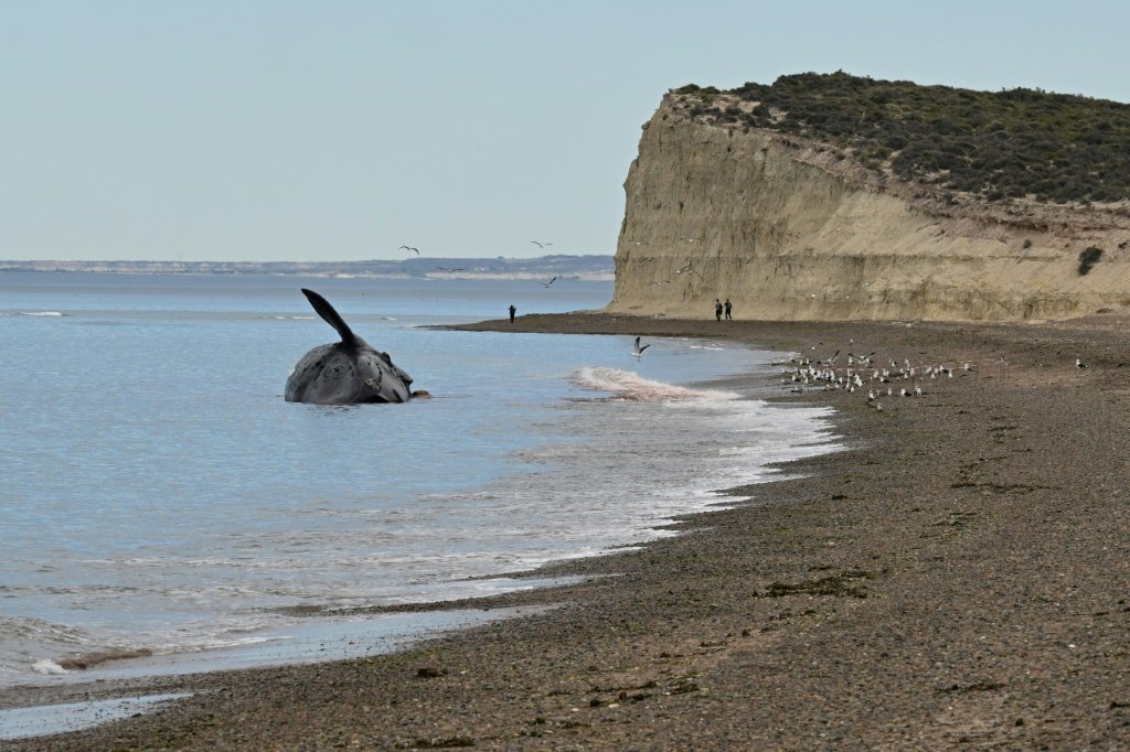Baleia morta em Puerto Madryn, norte da Patagônia (AFP/AFP Photo)