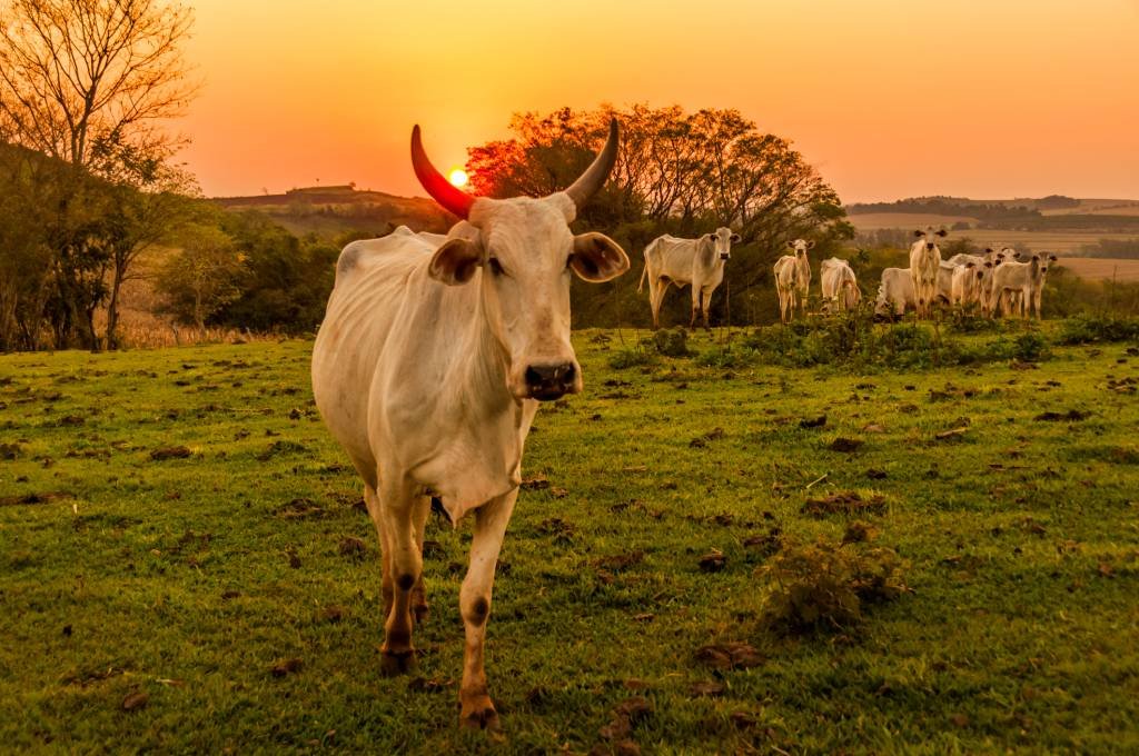 COP 27: 14 empresas de alimentos apresentam plano para acabar com o desmatamento