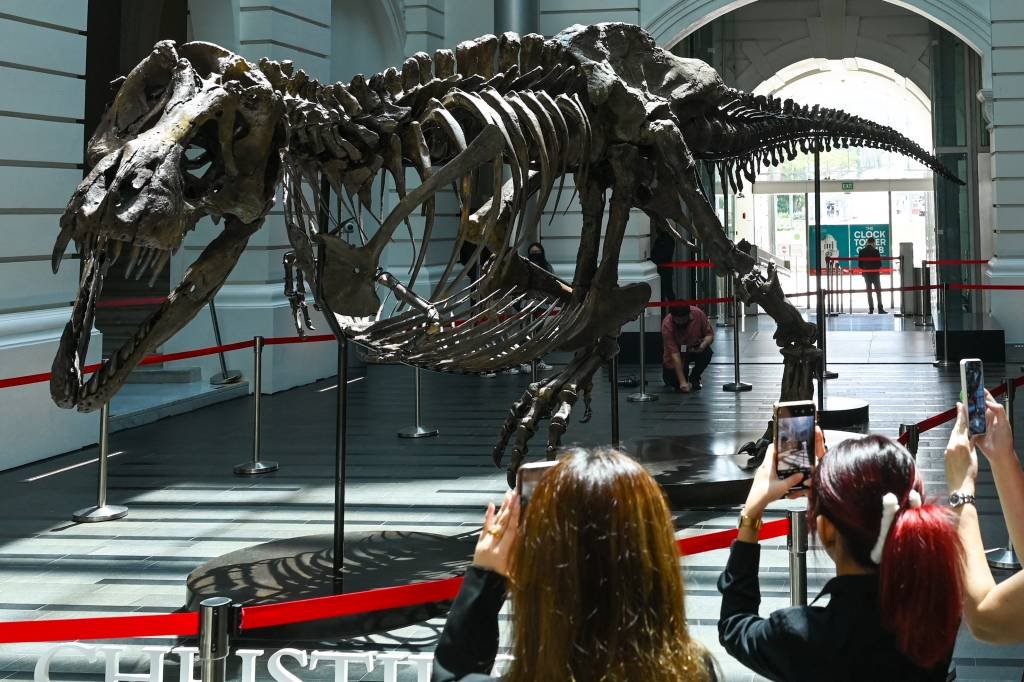 Leilão de Tiranossauro Rex é cancelado após denúncia sobre a autenticidade do fóssil
