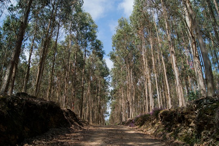 Com 8,8 milhões de hectares mapeados em 2021, a silvicultura (cultivo de florestas) avançou 598% entre 1985 e 2021, segundo levantamento do MapBiomas (Fernando Comet/Getty Images)