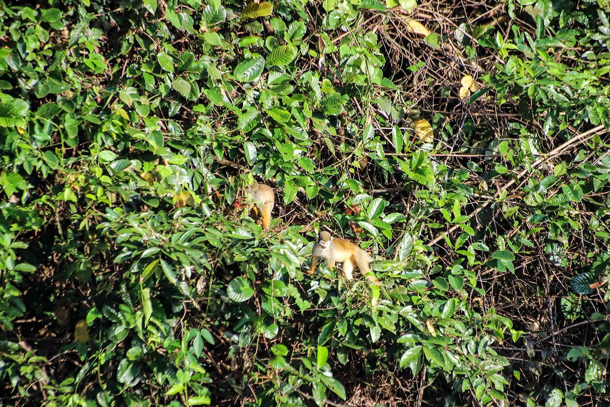 Amazônia vê desmatamento cair 34%, mas Cerrado tem alta. Por que risco de incêndio é maior este ano?