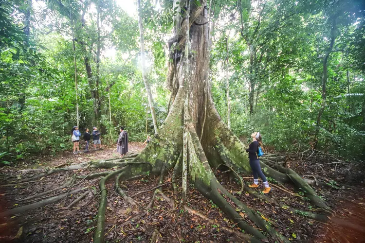 Potencial: a samaúma é uma das espécies pesquisadas no Amazonas (Leandro Fonseca/Exame)