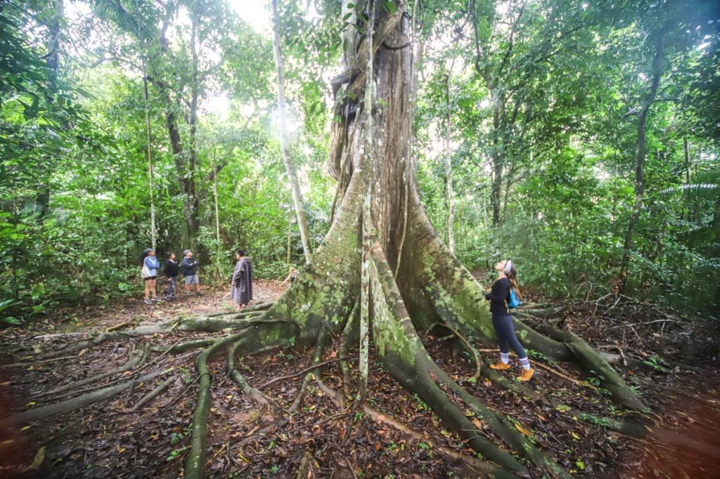 Desmatamento na Amazônia: PPCDAm e Fundo Amazônia são programas importantes para a conservação (Leandro Fonseca/Exame)