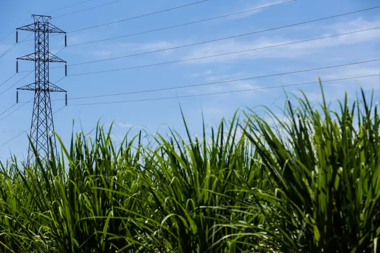 Plantação: energia renovável é feita a partir da biomassa de cana. (Divulgação/Divulgação)