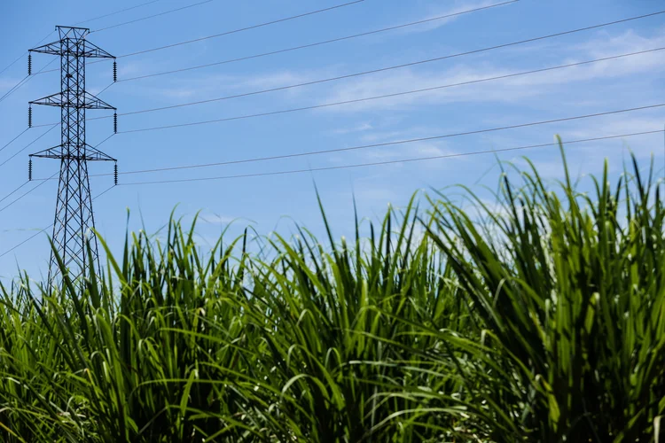 Plantação: energia renovável é feita a partir da biomassa de cana. (Divulgação/Divulgação)