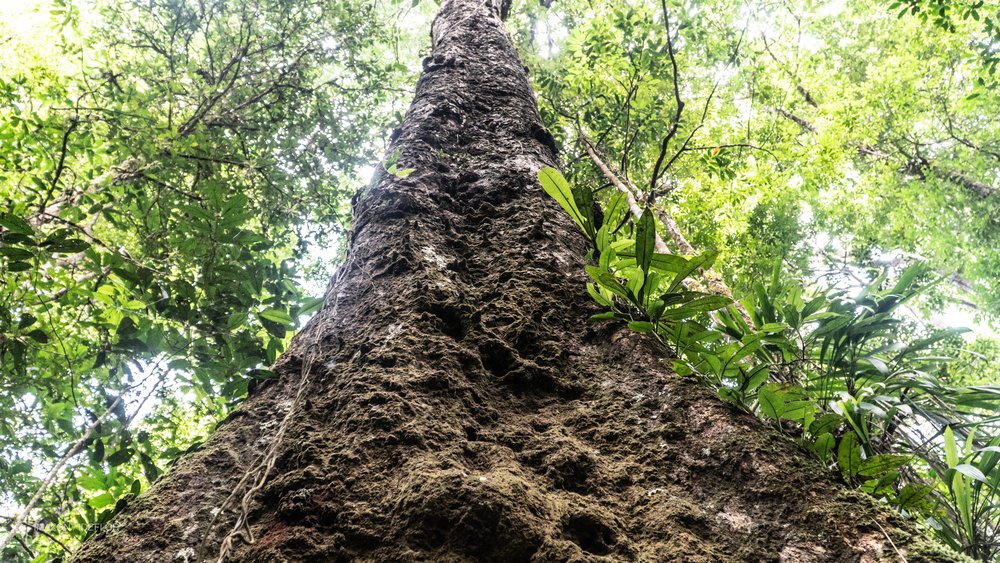 O potencial turístico das árvores gigantes da Amazônia está ameaçado