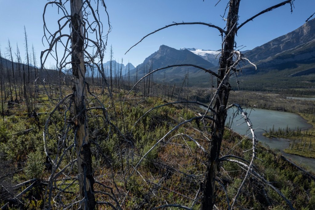 Árvores queimadas por incêndio próximo do rio Saskatchewan, entre os parques nacionais canadenses de Banff e Jasper, em setembro deste ano