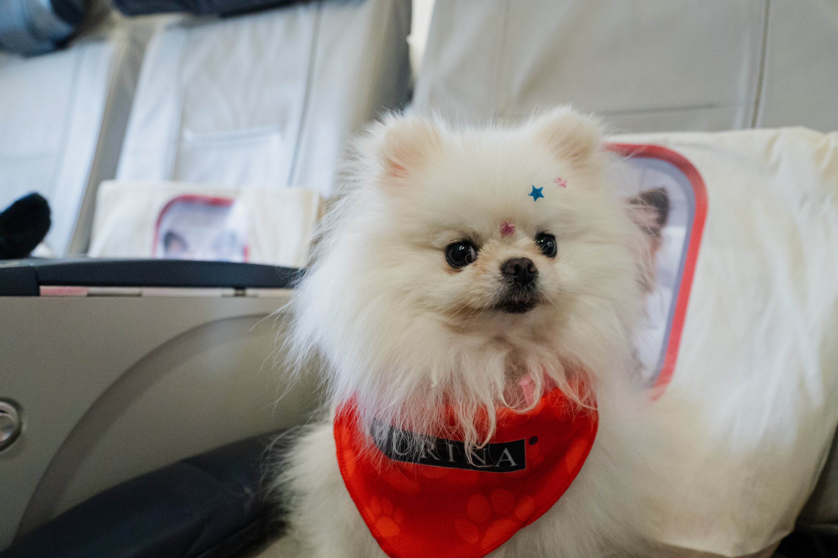 Purina + Azul Cachorrinha Chantilly