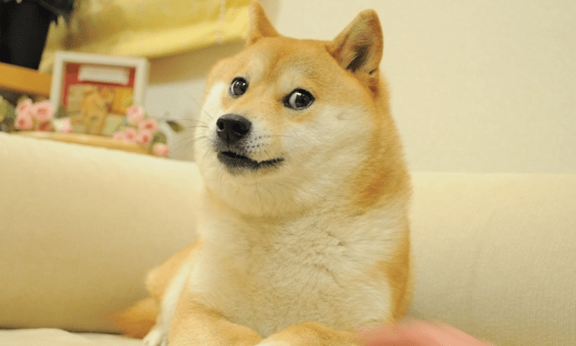 Cachorro que inspirou criptomoeda meme Dogecoin está gravemente doente