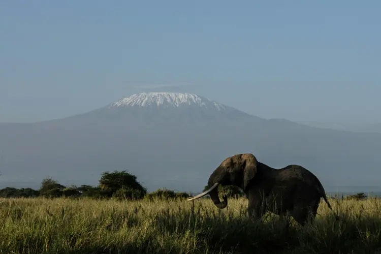 Fauna e flora: cerca de 80% da biodiversidade mundial está em territórios controlados ou com presença indígena (AFP/AFP Photo)