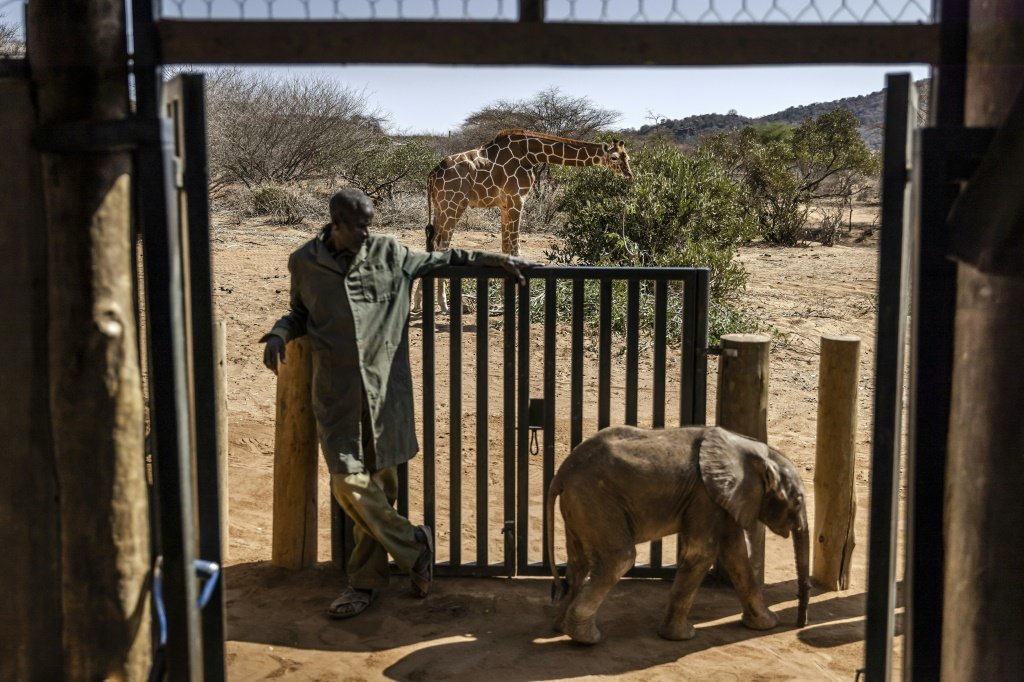 EUA apoiará fundo para promover safáris ecológicos na África
