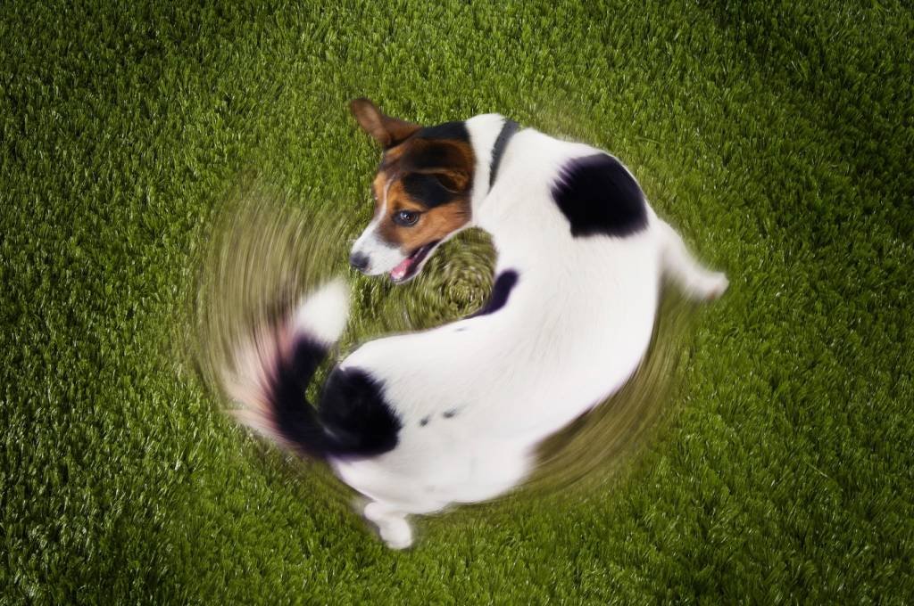 Elevated view of Jack Russell terrier chasing tail view on grass (AdobeStock/Divulgação)