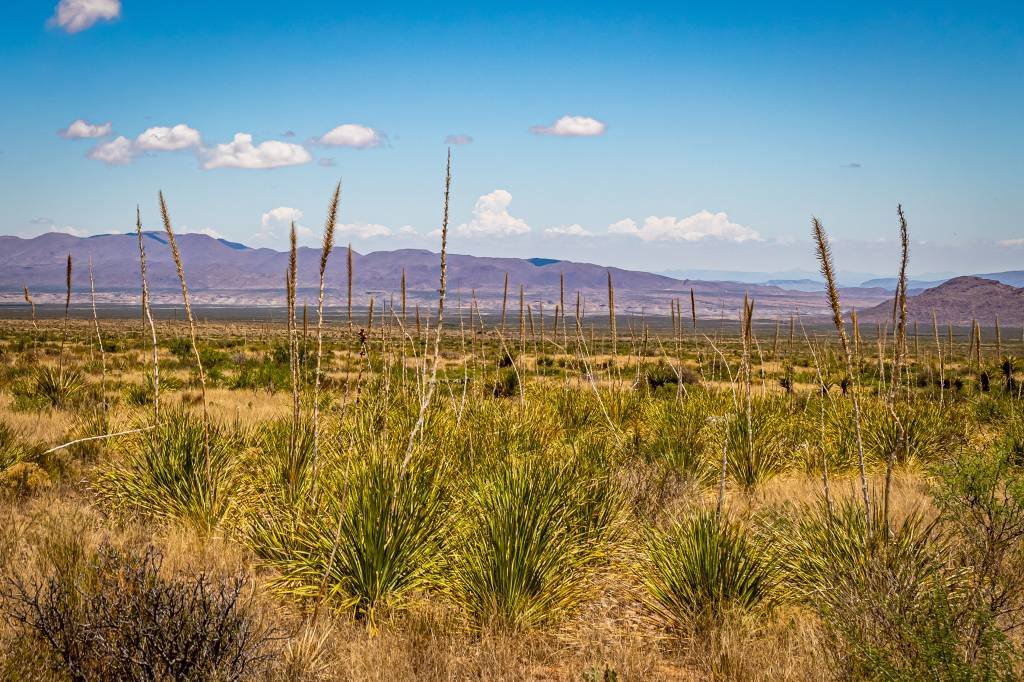 Sotol grow in the Chihuahuan Desert at Big Bend National Park in southwest Texas.
