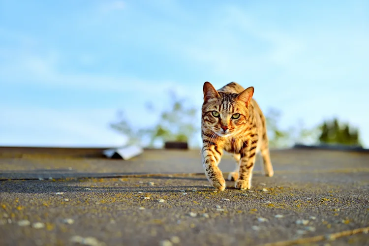 Gato bengal: animal tem valor de R$ 7 mil no mercado brasileiro (Bruno AzuLay/Getty Images)