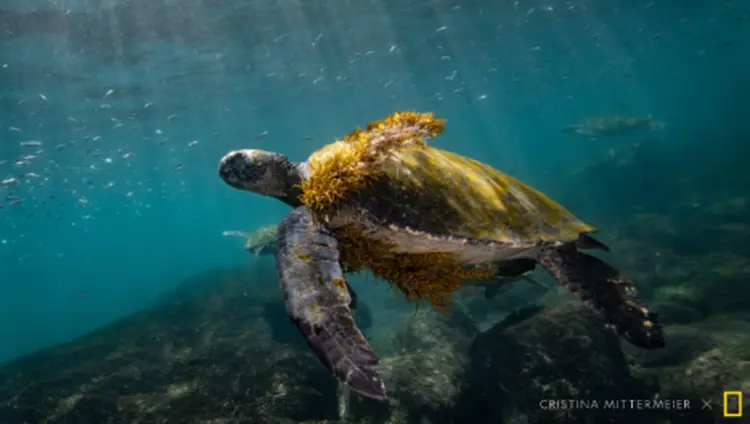 Trabalhos de 16 fotógrafos e artistas foram transformados em NFTs da National Geographic (Cristina Goettsch Mittermeier/National Geographic/Reprodução)