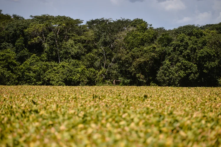 Sinop, Mato Grosso (Lucas Ninno/Getty Images)