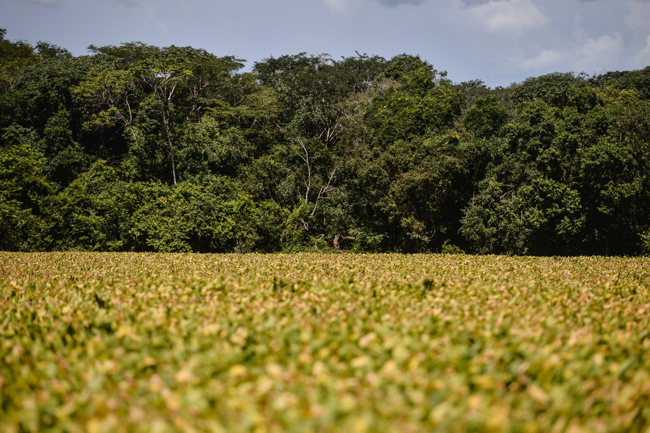 Safra 24/25: quanto de soja e milho o Brasil vai produzir, segundo o USDA
