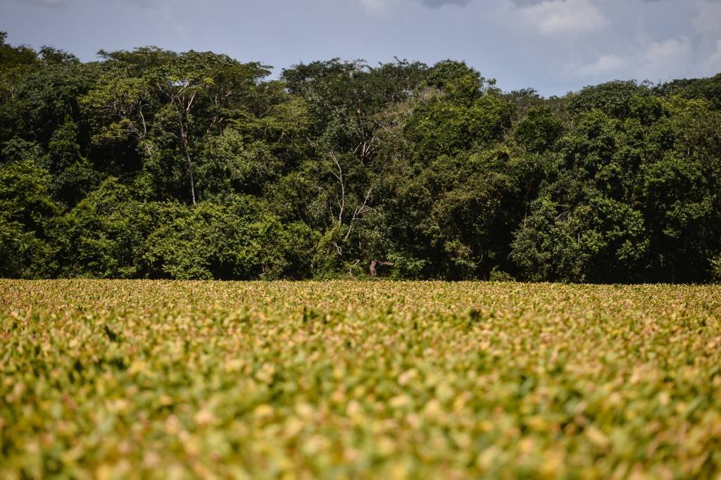 Plantação de soja: produção agrícola pode coexistir com a floresta. (Lucas Ninno/Getty Images)