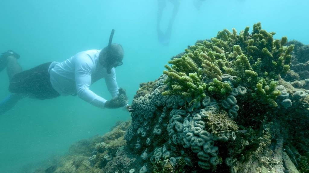 Preservação dos corais: Projeto do WWF-Brasil receberá o apoio do Airbnb com uma doação de US$ 500 mil (WWF-Brasil/Reprodução)