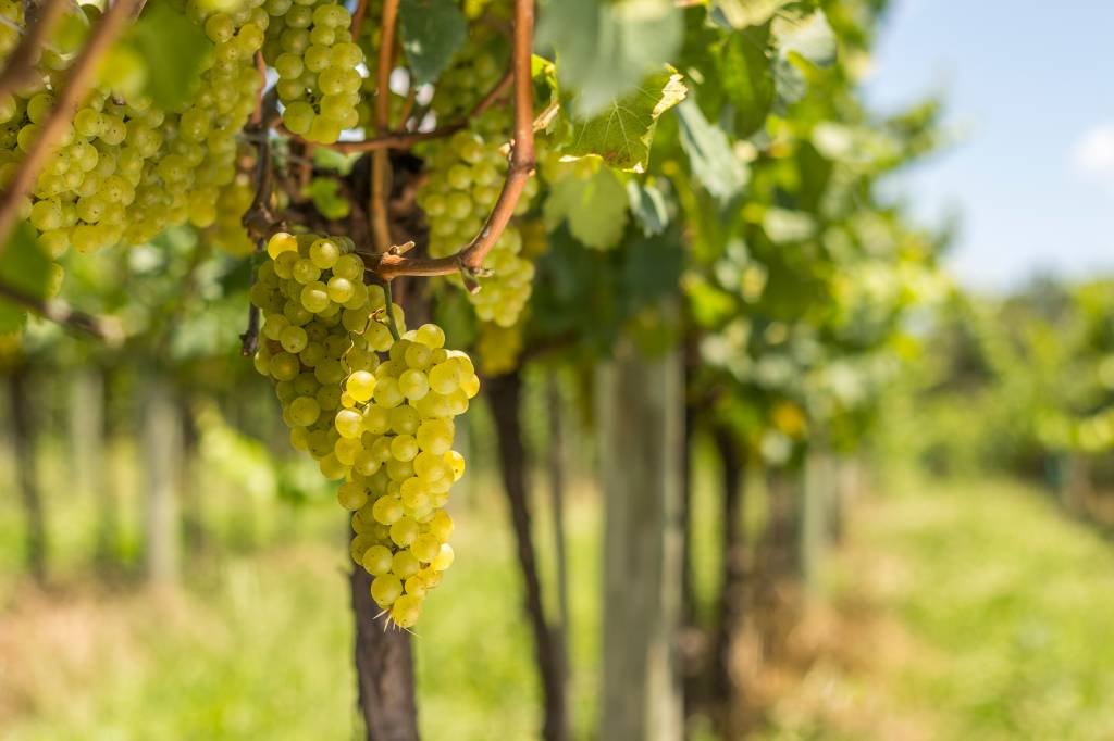 Capital do vinho brasileiro recebe feira internacional com vinícolas de 20 países