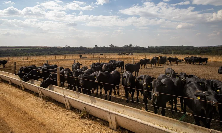 Custos de produção: Para 2023, os dados da Coan Consultoria estimam que na atividade de recria e engorda, a compra do bezerro corresponderá de 45% a 53% do custo total (Wenderson Araújo/Agência Brasil)