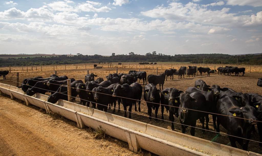 Abate de bovinos, frangos e suínos aumenta no quarto trimestre de 2022