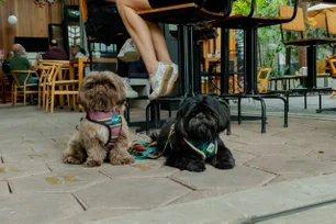 Imagem referente à matéria: Coreia do Sul já vende mais carrinhos para cães do que para bebês