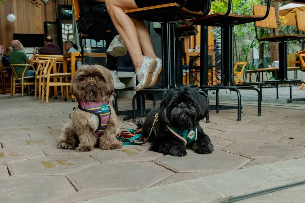 Coreia do Sul já vende mais carrinhos para cães do que para bebês