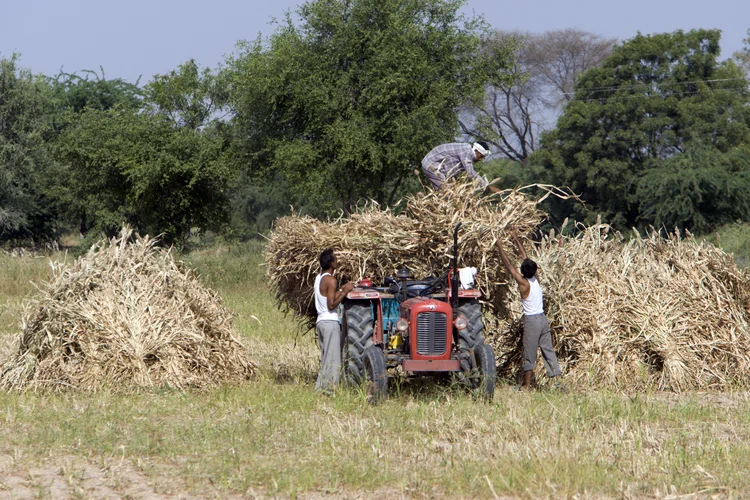 O milheto responde por menos de 3% do comércio global de grãos, segundo a FAO (Universal Image/Getty Images)