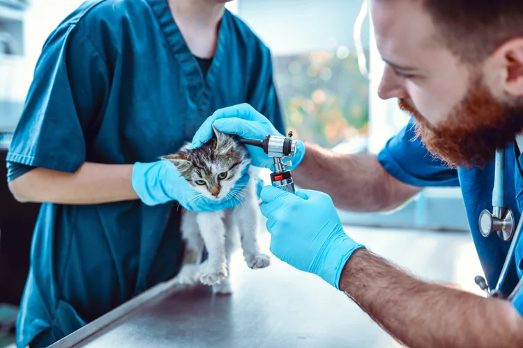 72% dos brasileiros possuem pets. 69% deles gostariam de ter um plano de saúde pet (Getty Images/Getty Images)