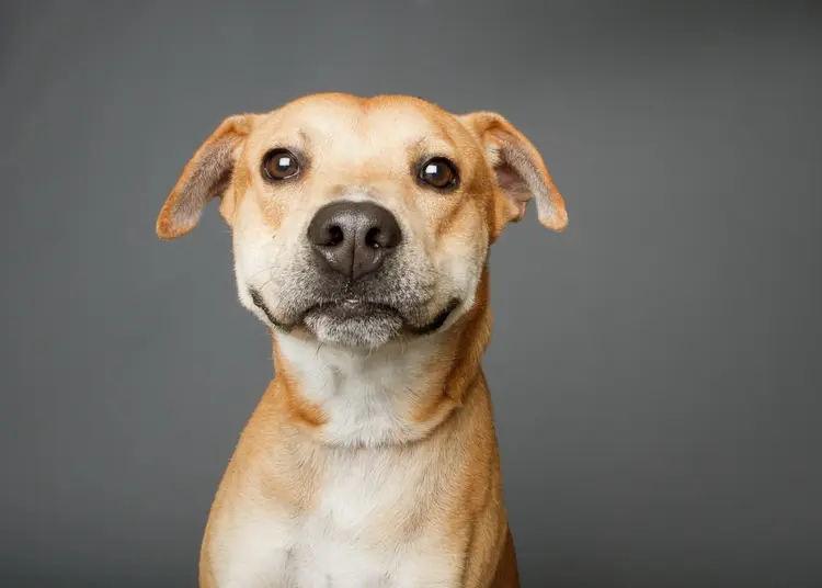 Cachorro:  (Square Dog Photography/Getty Images)