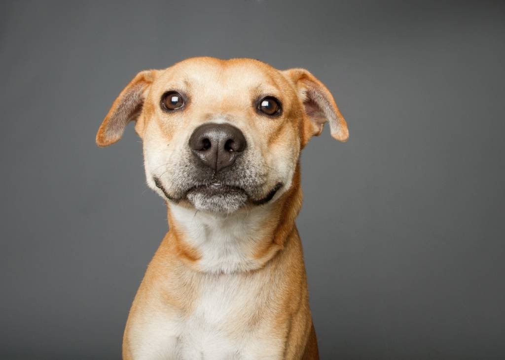 Raiva canina: São Paulo registra 1º caso em 40 anos; saiba como vacinar seu cachorro