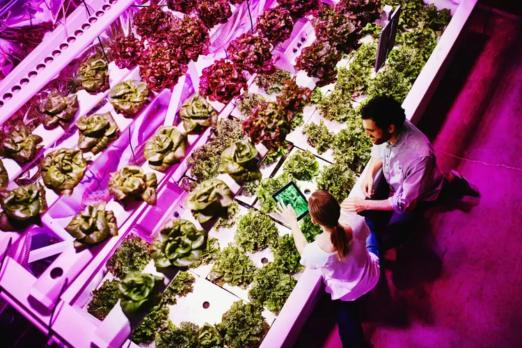 Agricultores urbanos acompanham as estatísticas de crescimento de alfaces orgânicas em estufa de LED rosa (Thomas Barwick/Getty Images)