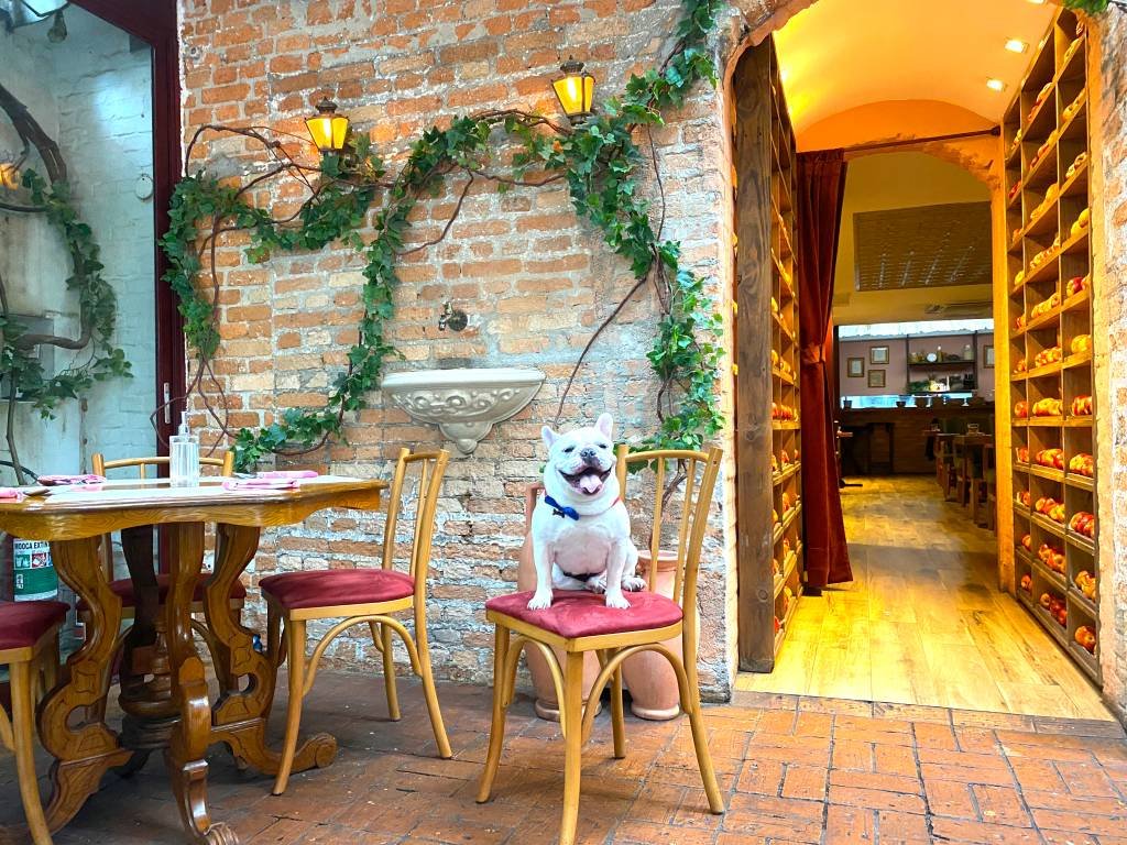 10 restaurantes em São Paulo que são pet friendly