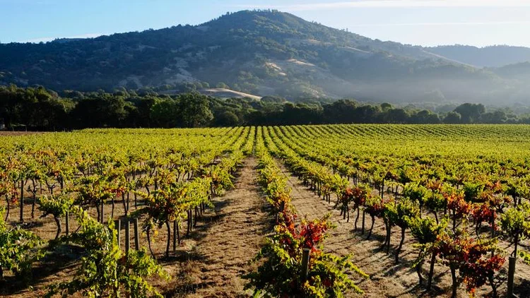 Vinícola Concha Y Toro. (Divulgação/Divulgação)