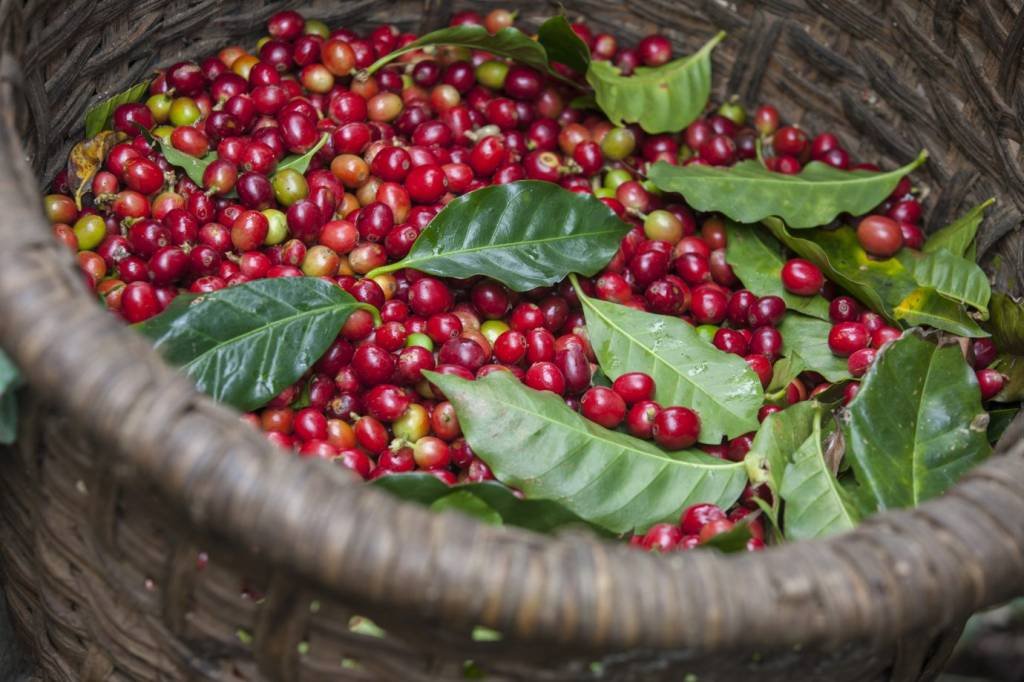 Cafezinho garantido: Brasil colherá a terceira maior safra de café da história