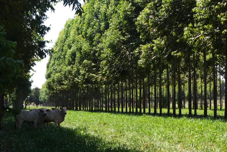 ILPF: objetivo é que área de integração corresponda a 35 milhões de hectares até 2030 (Embrapa/Divulgação)