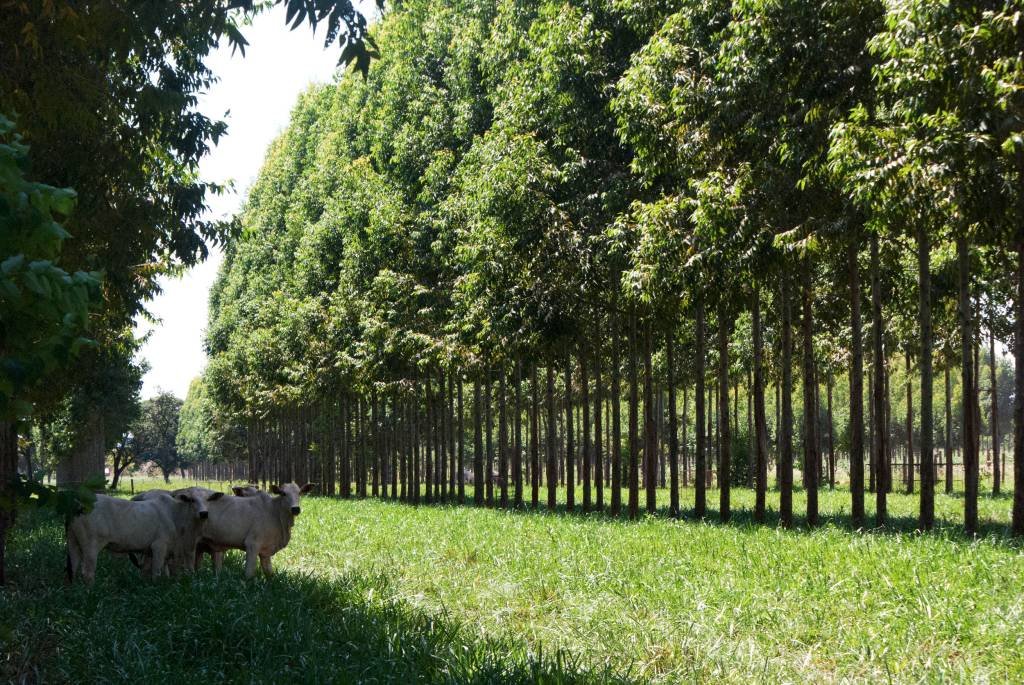 Agricultura terá papel relevante - e inédito - na COP28. Como o Brasil se prepara?